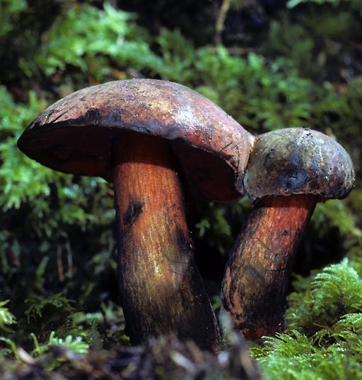 Boletus luridiformis